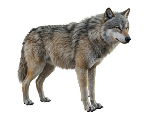 Fototapeta premium Isolated Full Body Image of a Gray Wolf