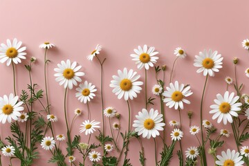 Obraz premium Minimalist Floral Design Featuring White Daisy Chamomile Blossoms on Soft Pink Background for Spring Decor and Creative Lifestyle