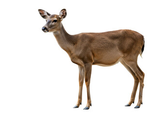 Fototapeta premium Isolated Side View of Wild Deer