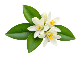 Isolated Citrus Blossom Branch with Green Leaves, Detailed Macro View