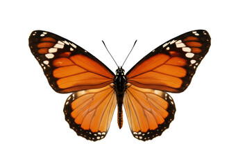 Fototapeta premium Isolated Monarch Butterfly with Open Wings, Top View