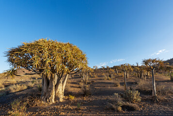 Quiver tree or kokerboom (Aloidendron dichotomum, prev. Aloe dichotoma). Gannabos, near...