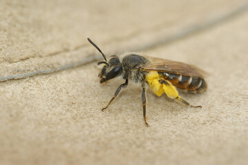 Closeup on a female red-bellied miner mining bee, Andrena ventralis, loaded with yellow Willow pollen