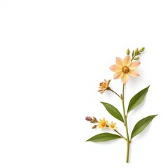 Flower Bloom Photorealistic Illustration, White Background, Wide Format, for Commercial Designs and Marketing Materials