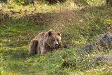 ours brun dans un parc en ext&eacute;rieur, &agrave; l'ombre pour se prot&eacute;ger du soleil, et se reposer