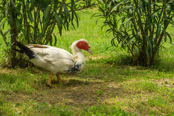 Muscovy duck with its distinctive red head and black and white plumage walks through lush green field surrounded by tall plants and grass in the Adler (Sirius) Bird Sanctuary.