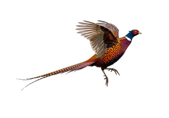 Isolated Pheasant Bird Flying with Spread Wings