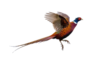 Isolated Pheasant Bird Flying with Spread Wings
