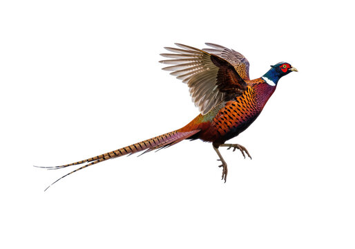 Isolated Pheasant Bird Flying with Spread Wings