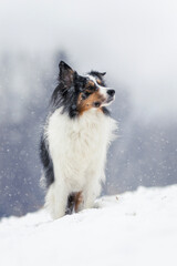 Border collie dog in winter
