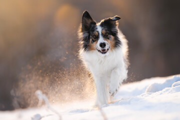 Border collie dog in winter