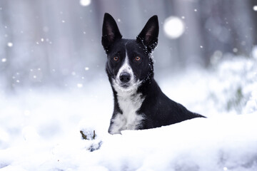 Border collie dog in winter