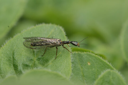 Closeup on an odd looking snakefly, Xanthostigma xanthostigma