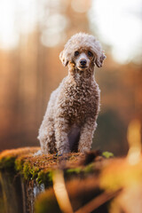 Adorable miniature poodle in the forest