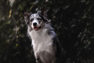 Border collie blue merle dog in the park