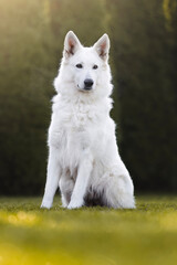 Portrait of white swiss shepherd dog
