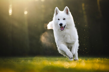 Running white swiss shepherd dog
