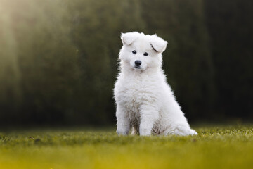 Portrait of white swiss shepherd puppy