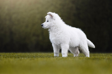 Obraz premium Portrait of white swiss shepherd puppy