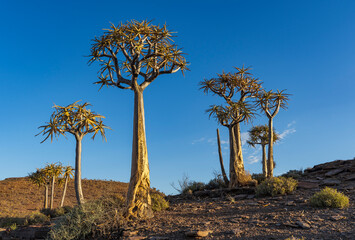 Quiver tree or kokerboom (Aloidendron dichotomum, prev. Aloe dichotoma). Gannabos, near...