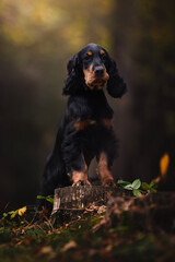 Adorable portrait of English setter puppy