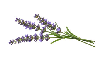 Isolated Bundle of Fresh Lavender, Calming Aroma