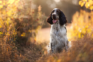 Adorable portrait of springer spaniel puppy