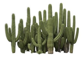 Isolated Cluster of Saguaro Cacti, Arid Environment