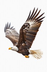 Fototapeta premium Flying American bald eagle isolated on white background.
