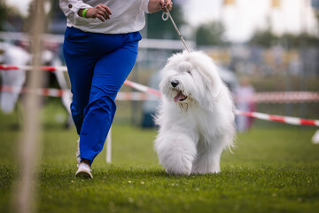 Polish Lowland Sheepdog on the dog show