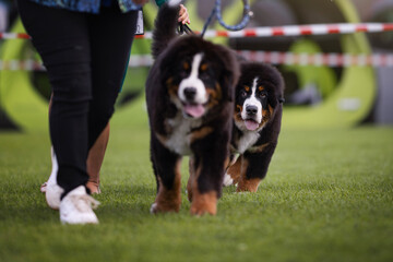 Bernese mountain dog on the dog show