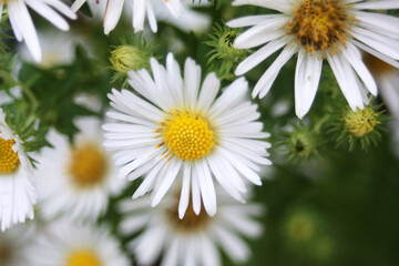 Fleurs Blanches et Jaunes - Nature en Gros Plan