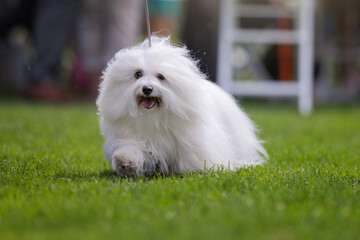 Maltese dog on the dog show