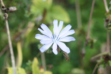 Fleur Bleu en Gros Plan - Nature Délicate