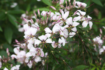 Fleurs blanches et roses Cleome hassleriana fleur araignée en gros plan dans un jardin verdoyant