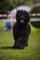 Black poodle on the dog show