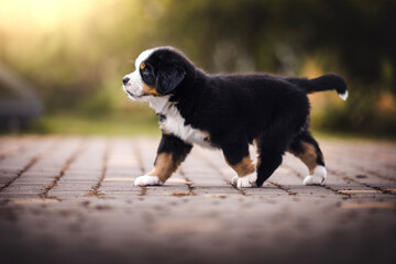 Bernese mountain dog puppy outdoors