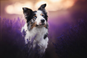 Border collie dogs in the lavender fields © WIQHA Photography
