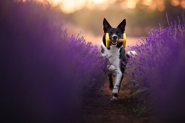 Border collie dogs in the lavender fields © WIQHA Photography