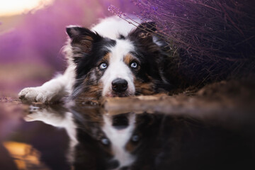 Border collie dogs in the lavender fields © WIQHA Photography