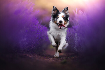 Border collie dogs in the lavender fields