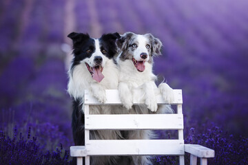 Border collie dogs in the lavender fields © WIQHA Photography