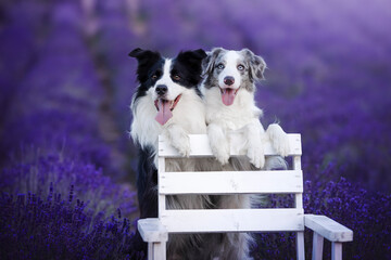 Border collie dogs in the lavender fields © WIQHA Photography