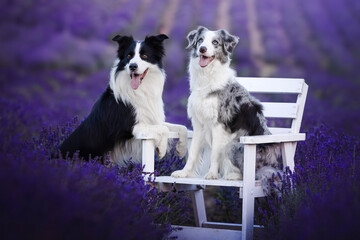 Border collie dogs in the lavender fields