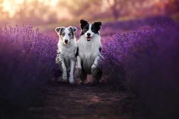 Border collie dogs in lavender fields © WIQHA Photography