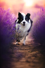 Border collie dogs in lavender fields