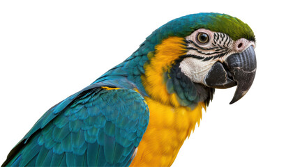 Fototapeta premium Isolated Macaw Bird Profile