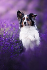 Border collie dogs in lavender fields