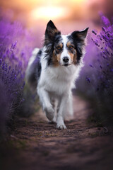 Border collie dogs in lavender fields