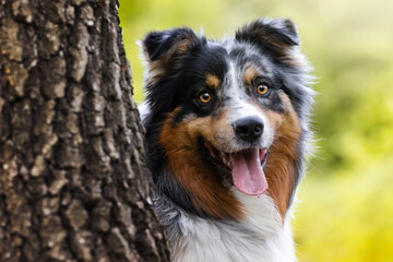 Australian shepherd dog in the meadow
